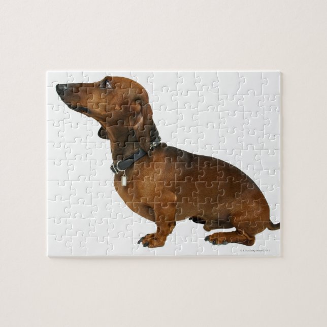 Close up of a dachshund jigsaw puzzle (Horizontal)