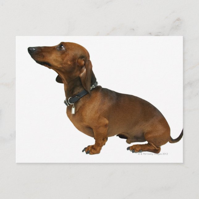 Close up of a dachshund postcard (Front)