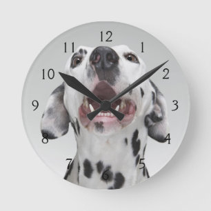 Close up of a Dalmatian dog Round Clock