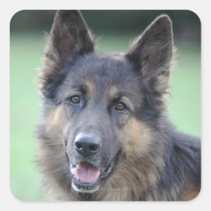 close-up of a dog face square sticker