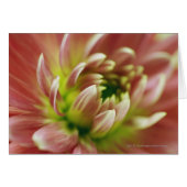 Close-up of a flower (Front Horizontal)