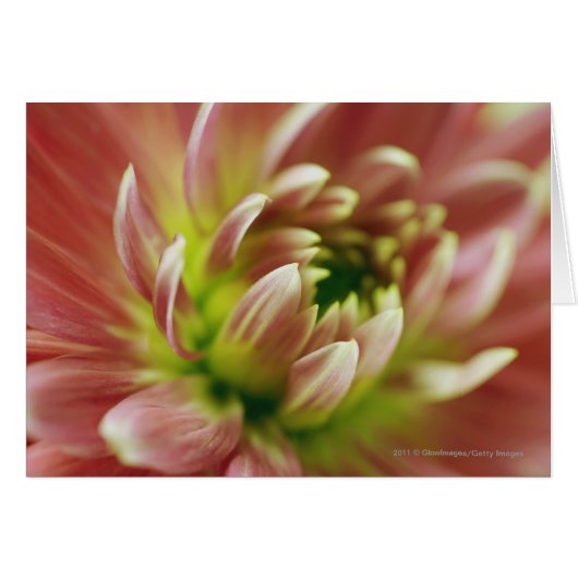 Close-up of a flower cards (Front Horizontal)
