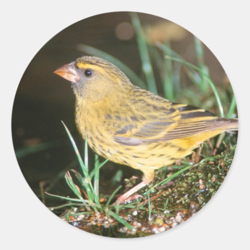 Close_Up Of A Forest Canary Serinus Scotops Classic Round Sticker