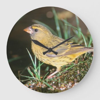 Close-up Of A Forest Canary (serinus Scotops) Large Clock by theworldofanimals at Zazzle