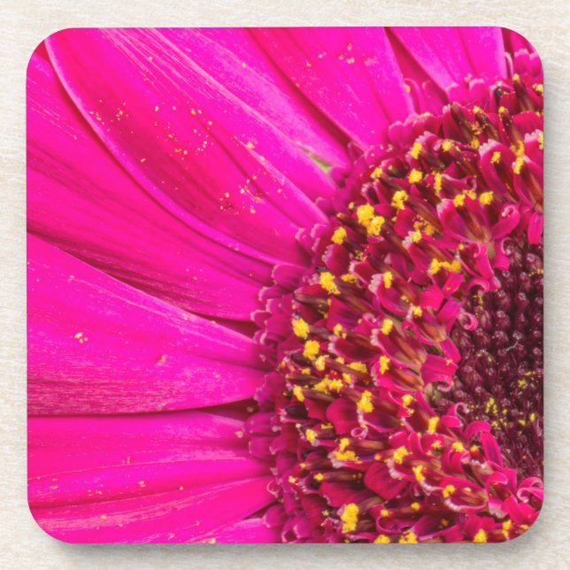 Close-up of a Gerber daisy Beverage Coaster (Front)