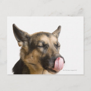 Close-up of a German Shepherd licking its nose Postcard