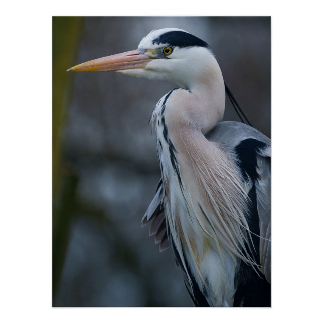 Close-Up of a Grey Heron Poster (Front)