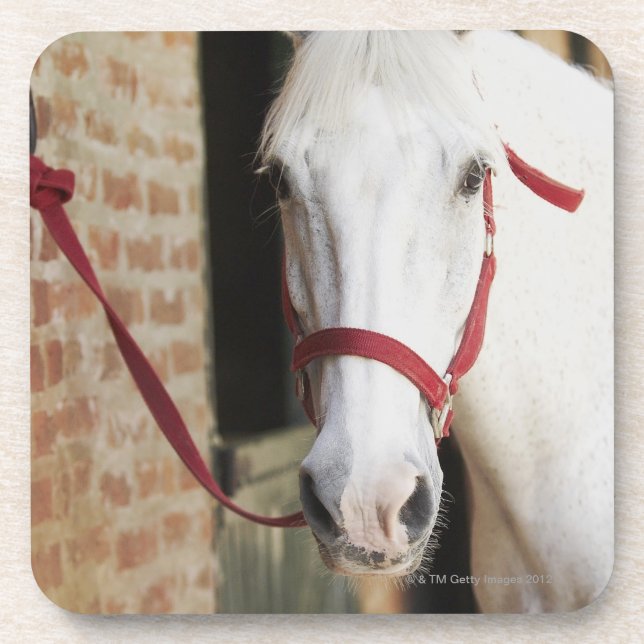 Close-up of a horse 2 beverage coaster (Front)