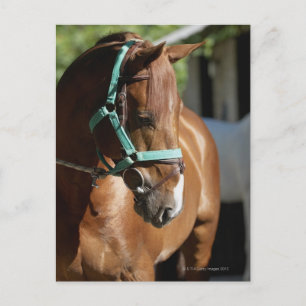 Close-up of a horse 4 postcard