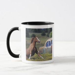 Close-up of a horse running near a car on a mug
