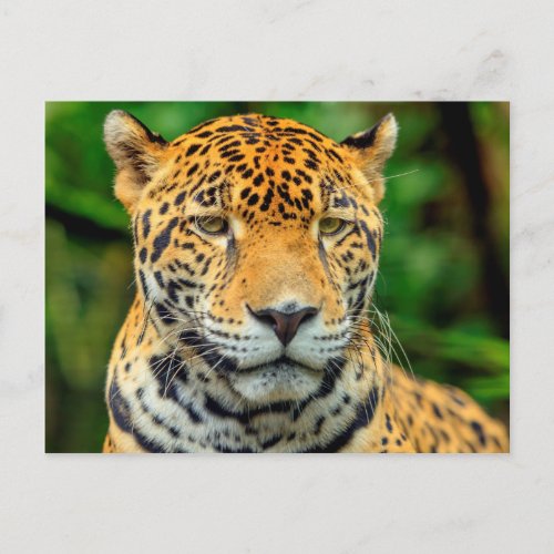 Close_up of a jaguar face Belize Postcard