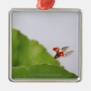 Close-up of a ladybug flying over a leaf metal ornament