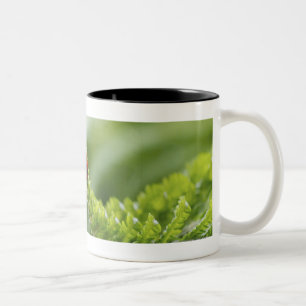 Close-up of a ladybug on a branch Two-Tone coffee mug