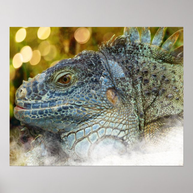 Close Up of a Large Scalygreen  Iguana Lizard Poster (Front)