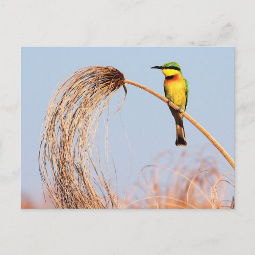 Close_up of a little bee_eater bird postcard