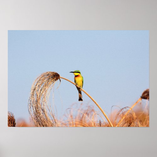Close_up of a little bee_eater bird poster