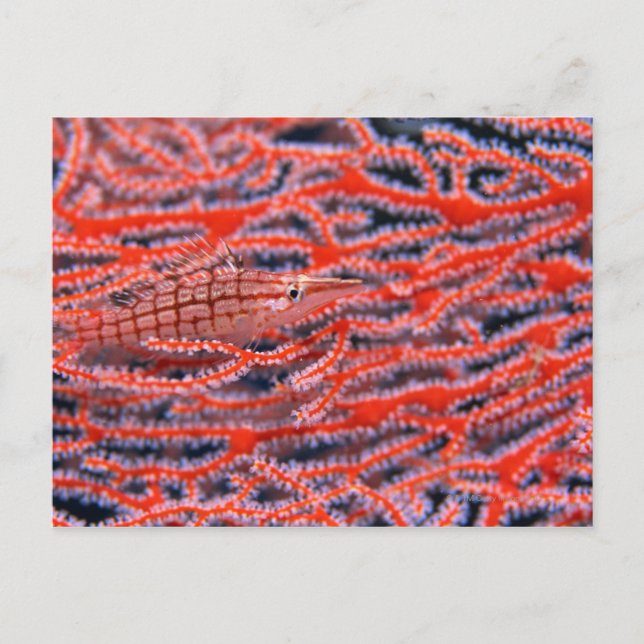 Close up of a long nose hawk fish, Okinawa Postcard (Front)