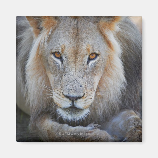 close up of a  male lion, Panthera leo, Magnet (Front)