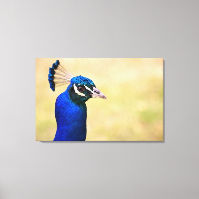 Close-up of a peacock 3 canvas print (Front)
