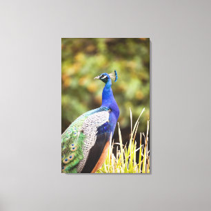 Close-up of a peacock canvas print