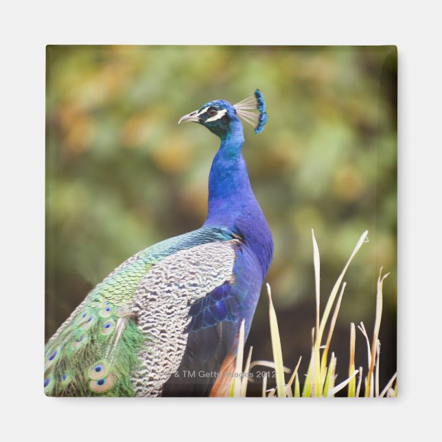 Close-up of a peacock magnet (Front)