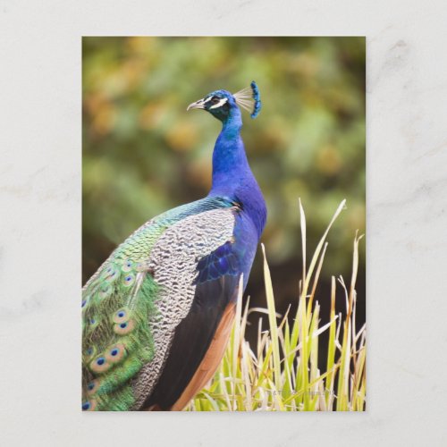 Close_up of a peacock postcard