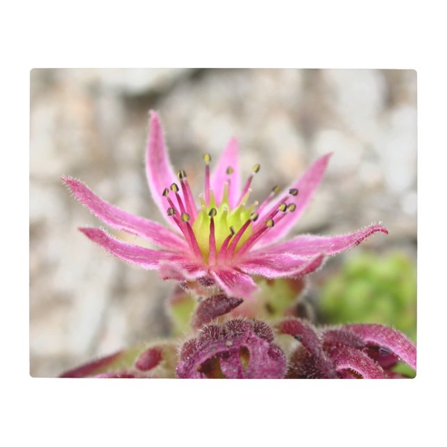 Close-Up of a Pink Succulent Flower in Bloom Metal Print (Front)