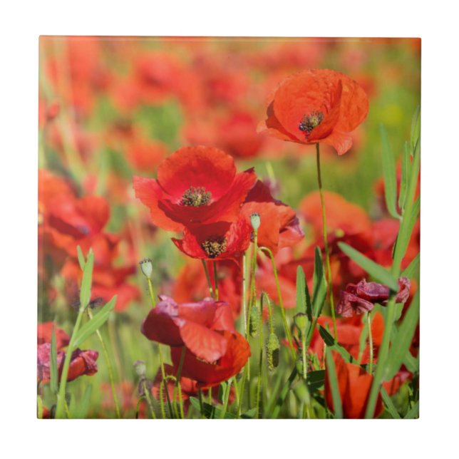 Close-up of a Poppy field, France Ceramic Tile (Front)
