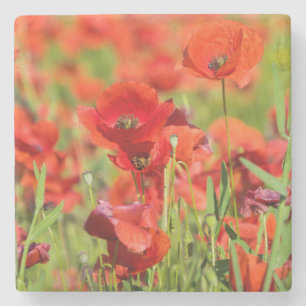 Close-up of a Poppy field, France Stone Coaster