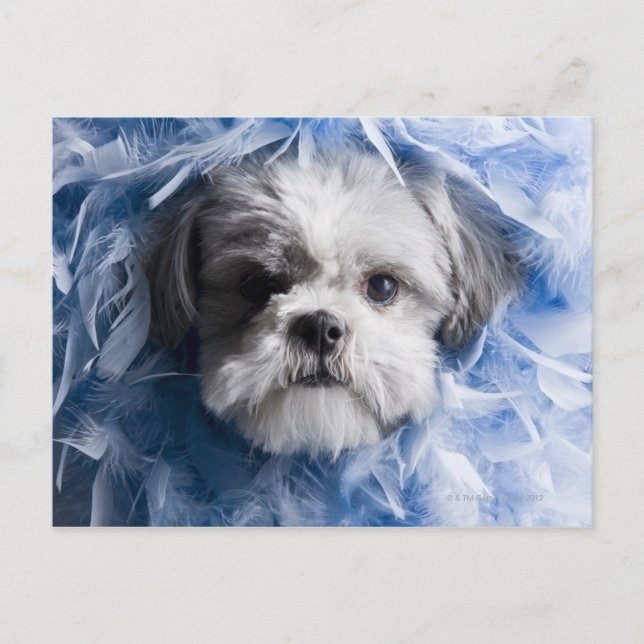 Close-up of a puppy covered with feathers postcard (Front)