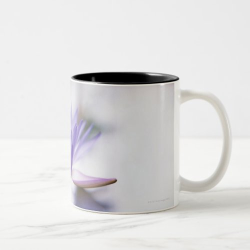 Close_Up of a Purple Water_Lily Floating on Two_Tone Coffee Mug