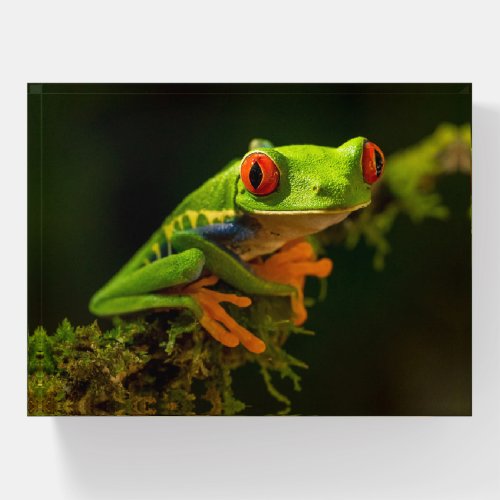 Close up of a Red Eyed Tree Frog 1 Paperweight