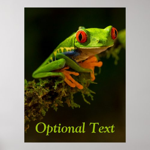 Close up of a Red Eyed Tree Frog 1 Poster