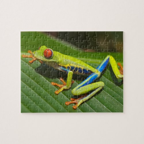 Close up of a Red Eyed Tree Frog on a leaf Jigsaw Puzzle