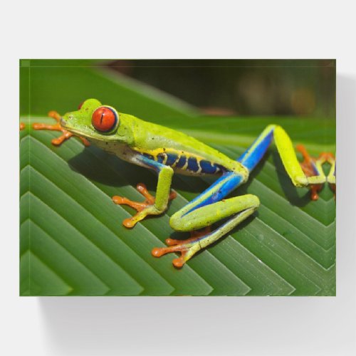 Close up of a Red Eyed Tree Frog on a leaf Paperweight