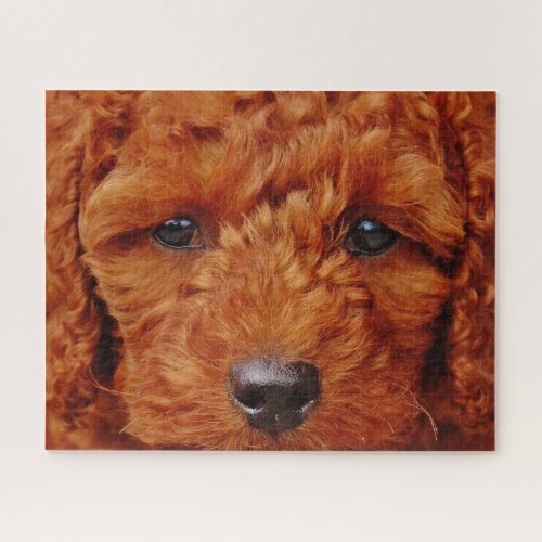 Close up of a Red Poodle Puppy Jigsaw Puzzle