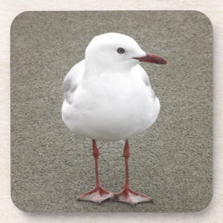 Close Up of a Seagull Beverage Coaster