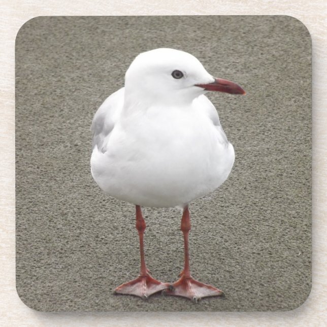 Close Up of a Seagull Beverage Coaster (Front)
