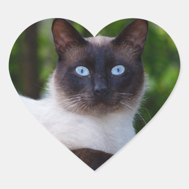 Close up of a Siamese Cat with Blue Eyes Heart Sticker (Front)