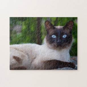 Close up of a Siamese Cat with Blue Eyes Jigsaw Puzzle
