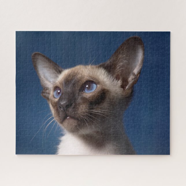 Close up of a Siamese Cat with Blue Eyes Jigsaw Puzzle (Horizontal)