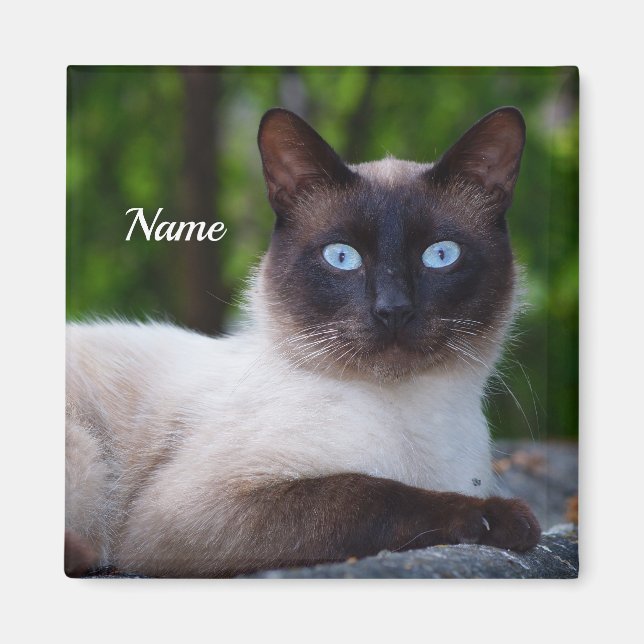 Close up of a Siamese Cat with Blue Eyes Magnet (Front)