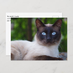 Close up of a Siamese Cat with Blue Eyes Postcard