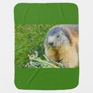 close-up of a sociable marmot on Baby Blanket