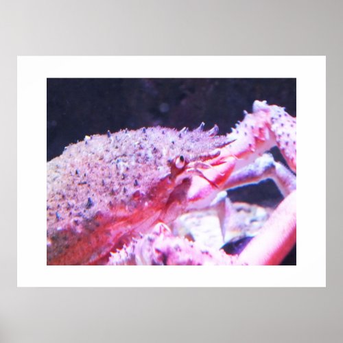 Close up of a Spider crab Poster