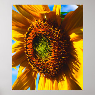 Close-up of a sunflower poster