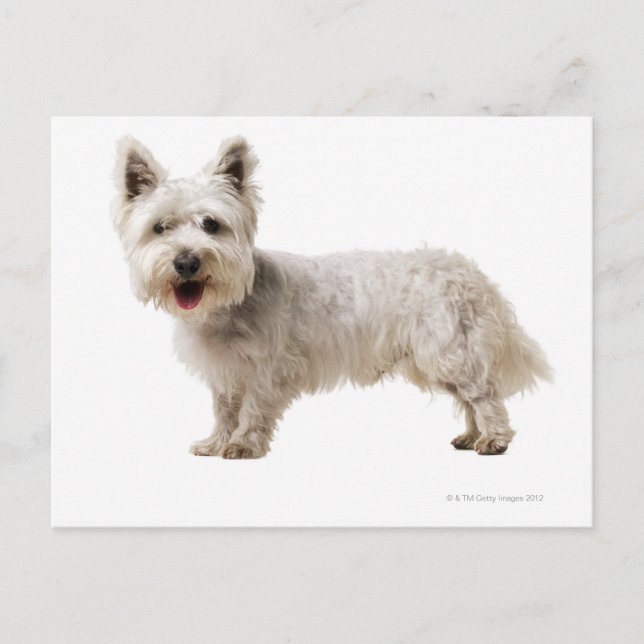 Close up of a terrier postcard (Front)