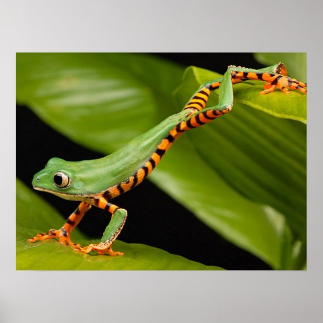 Close up of a Tiger Leg Monkey Tree Frog Poster (Front)