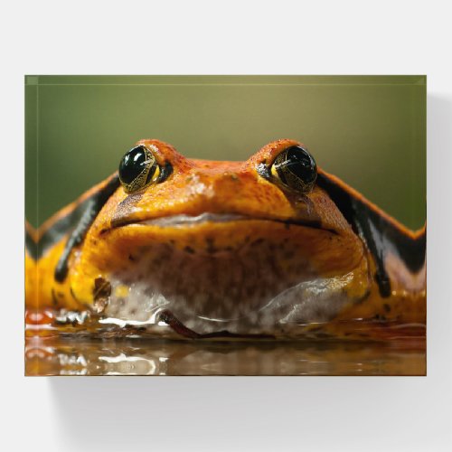 Close up of a Tomato Frog Paperweight