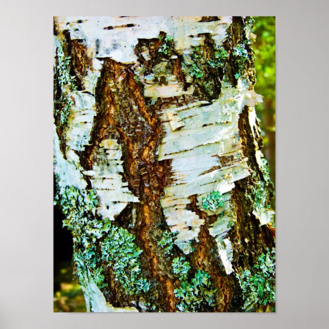 Close up of a tree Poster (Front)